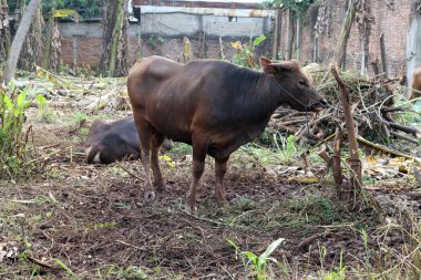 Kahverengi ve siyah Bima inekleri avluda
