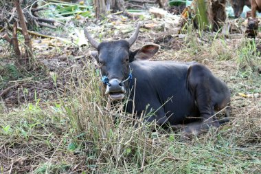 Kahverengi ve siyah Bima inekleri avluda