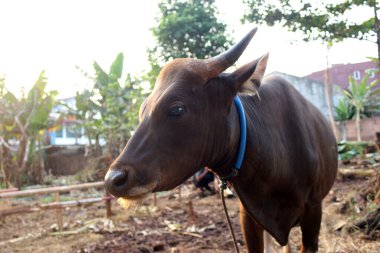 Kahverengi ve siyah Bima inekleri avluda