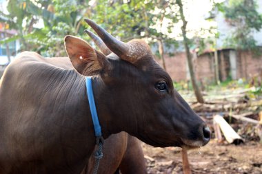 Kahverengi ve siyah Bima inekleri avluda