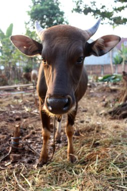 Kahverengi ve siyah Bima inekleri avluda