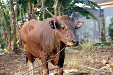 Kahverengi ve siyah Bima inekleri avluda