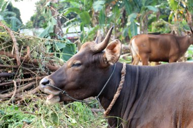 Kahverengi ve siyah Bima inekleri avluda