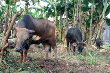 Kahverengi ve siyah Bima inekleri avluda