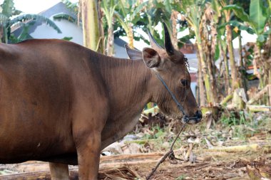 Kahverengi ve siyah Bima inekleri avluda