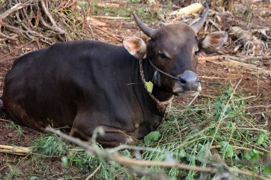 Kahverengi ve siyah Bima inekleri avluda