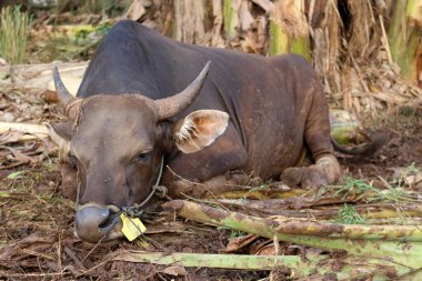Kahverengi ve siyah Bima inekleri avluda