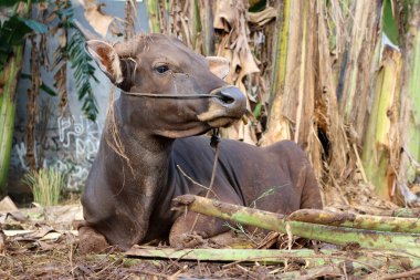 Kahverengi ve siyah Bima inekleri avluda