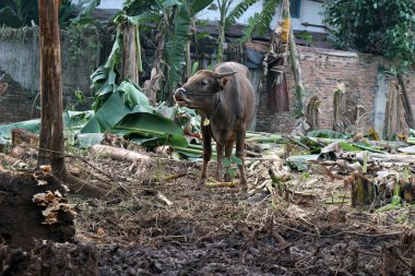 Kahverengi ve siyah Bima inekleri avluda
