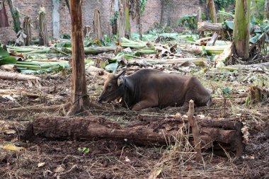 Kahverengi ve siyah Bima inekleri avluda
