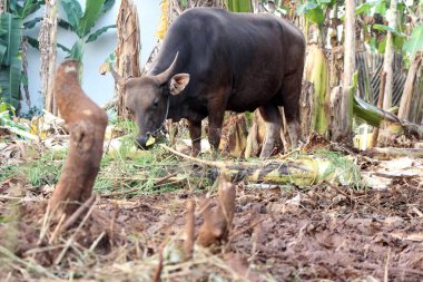 Kahverengi ve siyah Bima inekleri avluda