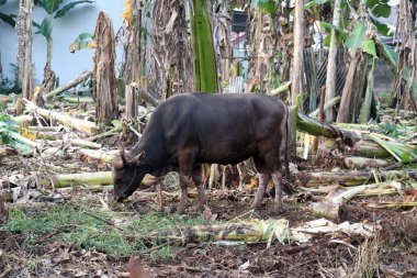Kahverengi ve siyah Bima inekleri avluda