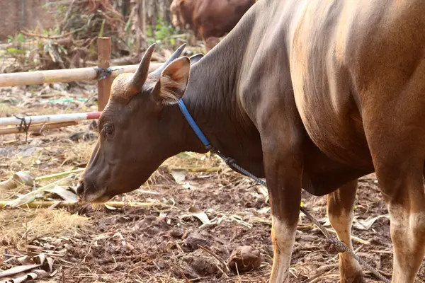 Kahverengi ve siyah Bima inekleri avluda