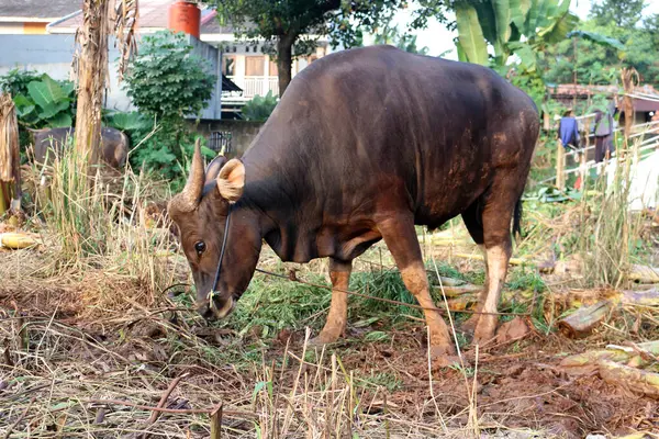 Kahverengi ve siyah Bima inekleri avluda