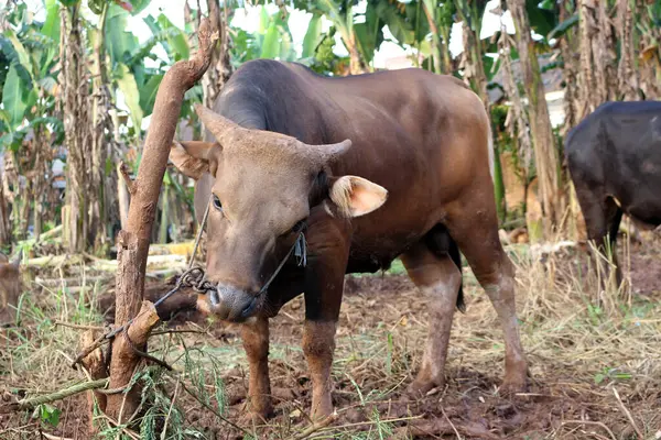 Kahverengi ve siyah Bima inekleri avluda