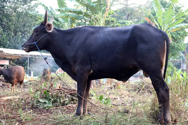 Kahverengi ve siyah Bima inekleri avluda