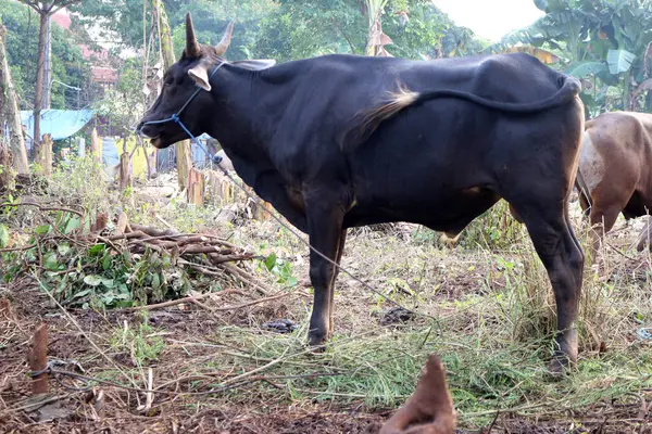 Kahverengi ve siyah Bima inekleri avluda