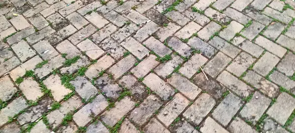 Asfalt bloklar arasında otlar büyüyor