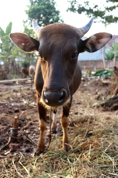 Kahverengi ve siyah Bima inekleri avluda