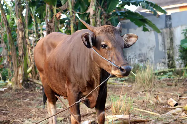 Kahverengi ve siyah Bima inekleri avluda
