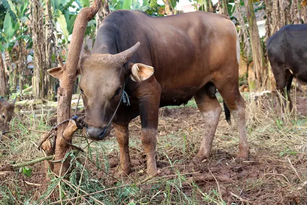 Kahverengi ve siyah Bima inekleri avluda