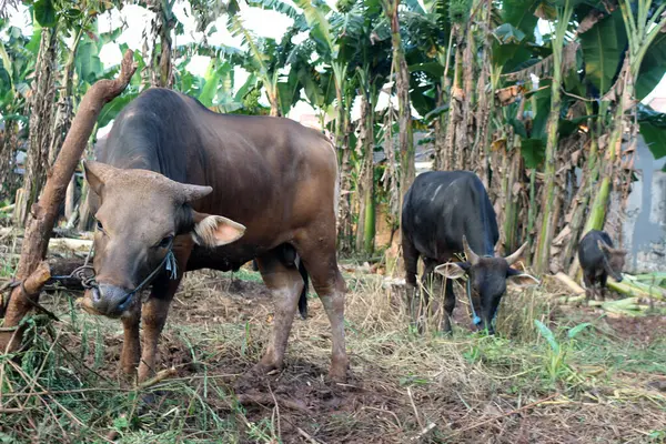 Kahverengi ve siyah Bima inekleri avluda