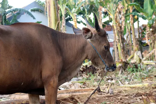 Kahverengi ve siyah Bima inekleri avluda