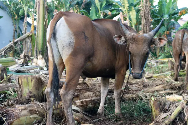 Kahverengi ve siyah Bima inekleri avluda