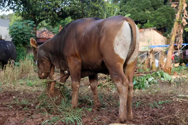 Kahverengi ve siyah Bima inekleri avluda