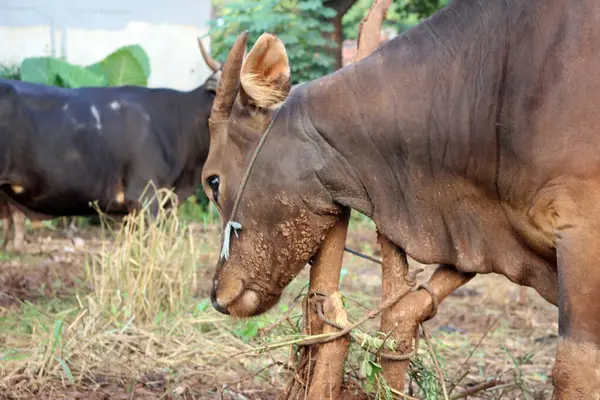 Kahverengi ve siyah Bima inekleri avluda