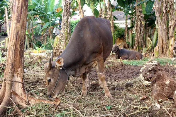 Kahverengi ve siyah Bima inekleri avluda