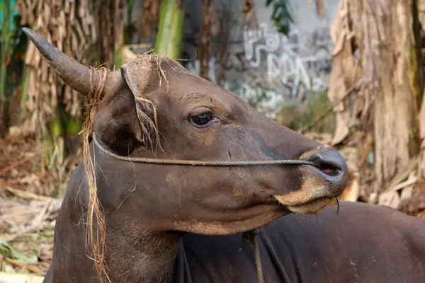 Kahverengi ve siyah Bima inekleri avluda