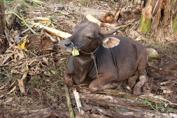 Kahverengi ve siyah Bima inekleri avluda