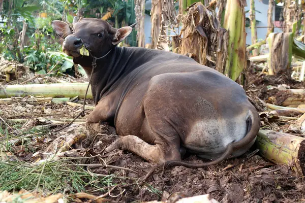 Kahverengi ve siyah Bima inekleri avluda