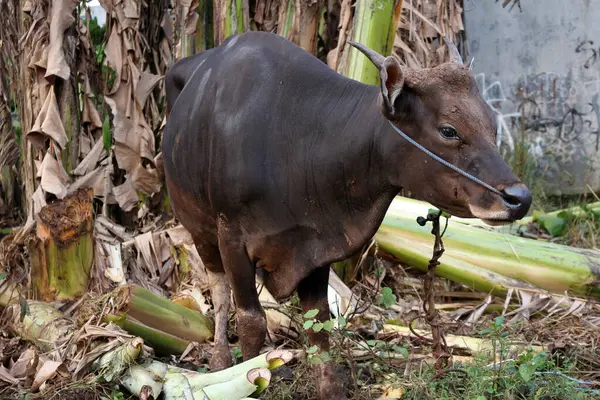 Kahverengi ve siyah Bima inekleri avluda