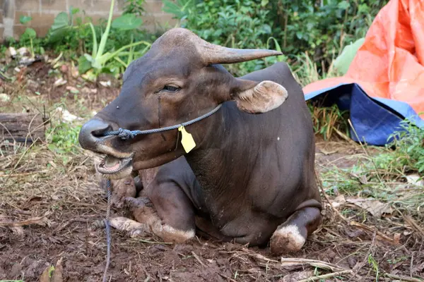 Kahverengi ve siyah Bima inekleri avluda