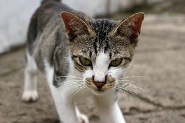 Şirin çizgili bir kediye yaklaş