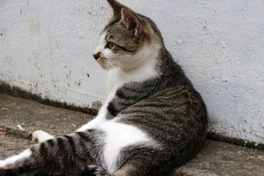 Şirin çizgili bir kediye yaklaş