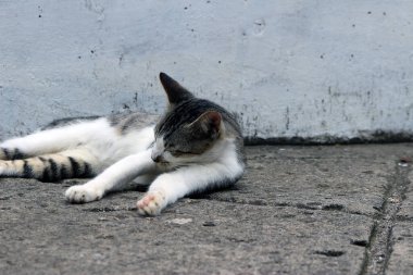 Şirin çizgili bir kediye yaklaş