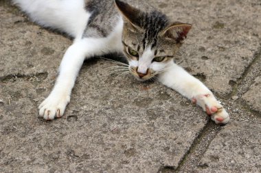 Şirin çizgili bir kediye yaklaş