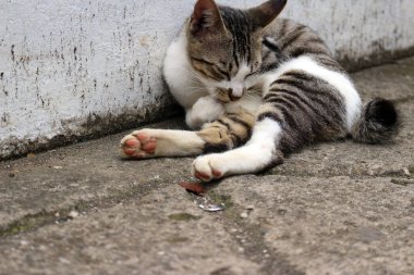 Şirin çizgili bir kediye yaklaş