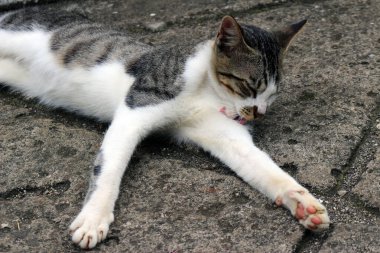 Şirin çizgili bir kediye yaklaş