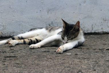 Şirin çizgili bir kediye yaklaş