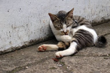 Şirin çizgili bir kediye yaklaş