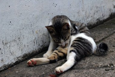 Şirin çizgili bir kediye yaklaş