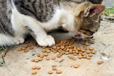 Çizgili şirin bir kedinin yediği yere yakın.