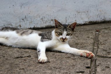 Şirin çizgili bir kediye yaklaş