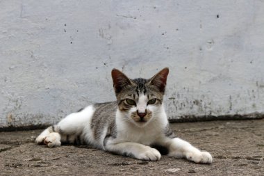 Şirin çizgili bir kediye yaklaş