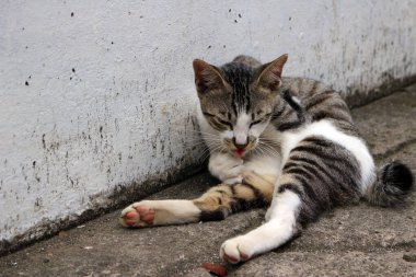Şirin çizgili bir kediye yaklaş