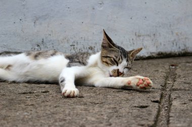 Şirin çizgili bir kediye yaklaş